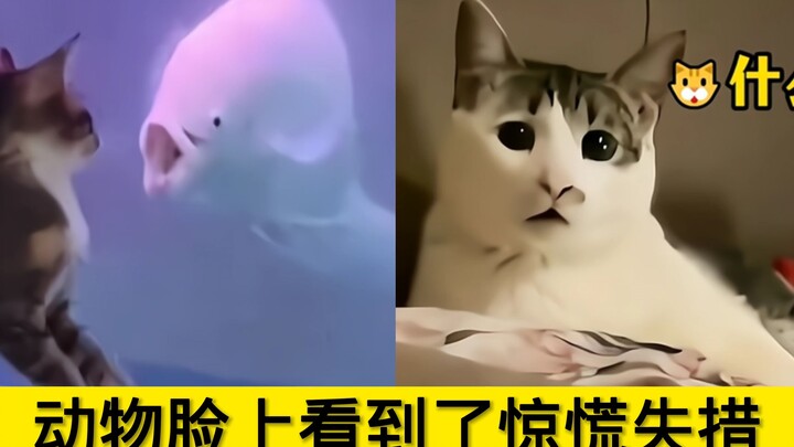 Ternyata melihat kepanikan di wajah hewan: Kucing, keheninganku begitu *akkan telinga