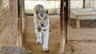 "Belly full o' proteins" | BigCatDerek Video Dump