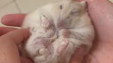Video by Cute Pet Club (12)