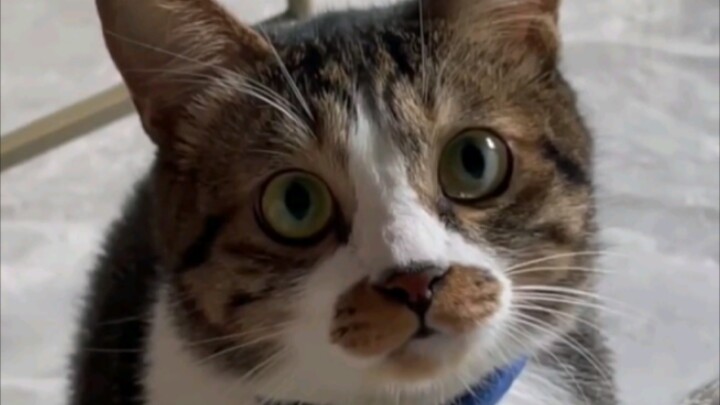 “I heard you want to get a cat?”