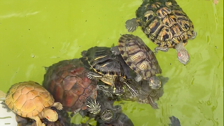 Rùa rùa hôm nay ăn thật thịnh soạn quá, bao nhiêu là món haha哈哈哈