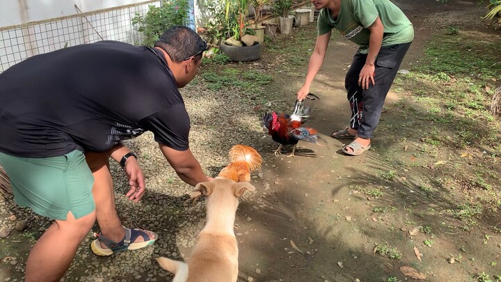 Pure Bulik AA Gold vs Claret cross