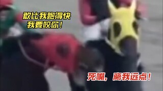 Oh my, this is the real world Uma Musume: Pretty Derby