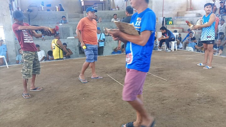 TH x white hatch (LOSE)