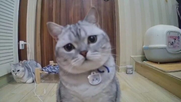 The cat isn’t aloof—it’s just trying not to let you catch on how super clingy it is!