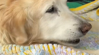 狗狗不能在去天堂之前连巧克力什么味道都不知道