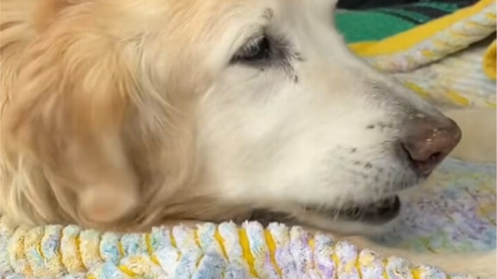 狗狗不能在去天堂之前连巧克力什么味道都不知道