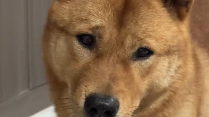 Such a dog with strong empathy~