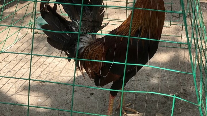 Chicken
