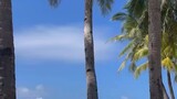 #菲律宾旅游 带上我的美人来爬椰子树多好啊