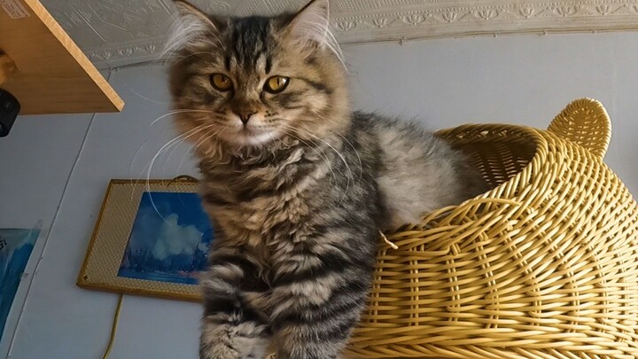 Pandangan orang pertama yang imersif: Memotong kuku 8 ekor kucing