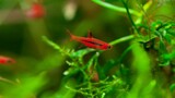 Ikan hias air tawar merah Chili Rasbora