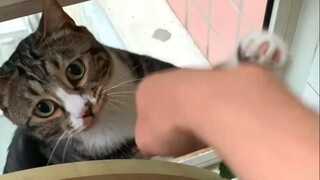 If you are angry, just say it out loud [Pee is a cat]