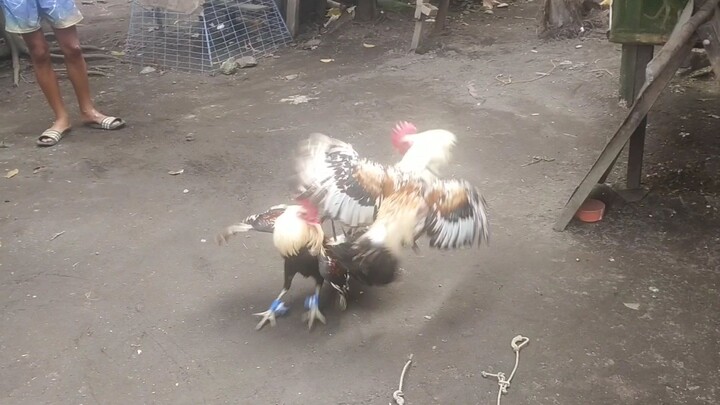 S.COMB HATCH GRAY LINE🐓 BROTHER SPARRING🐓🐓🐓👍🔥