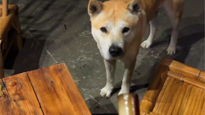 田园犬为什么不吃筷子上的食物