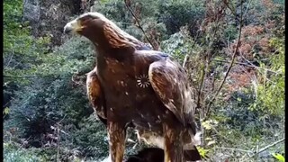 A 1.2-metre big condor spotted in Shennongjia, Hubei