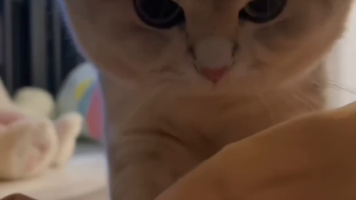 لحظة انهيار صاحب القطة، من يريد الاحتفاظ بهذه القطة يمكنه الاحتفاظ بها