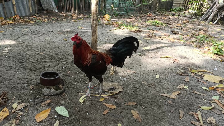 My idol tuppy muff 1x winner TRIPLE 8 GALLERA (DACS GAMEFARM)