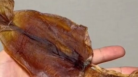 ปลาหมึกแห้งที่อ่านหนังสือเก่ง