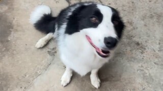 Ayam Border Collie-nya sudah gila. Usir saja dia dari rumah dan lihat reaksinya?