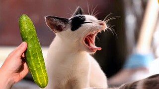 Funny Animal Videos 2022 😂 - Funniest Cats And Dogs Video 😺😍