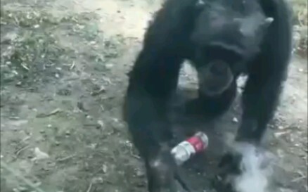 Holy crap, a prequel to Planet of the Apes!