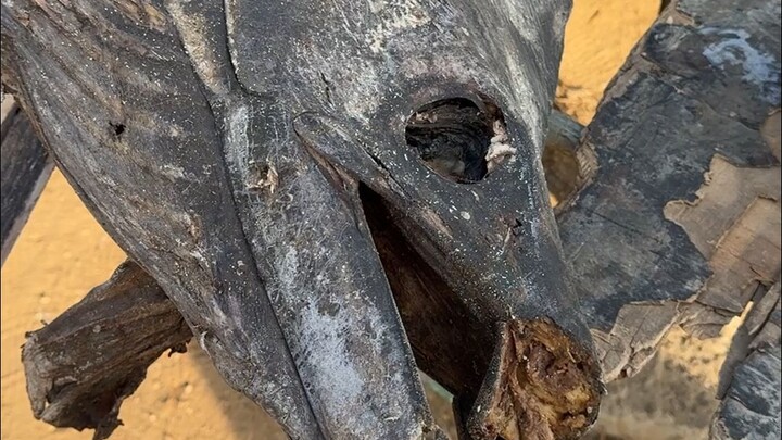 山东大集吃金枪鱼，咸盐腌10年，一个鱼头260元，加工20元