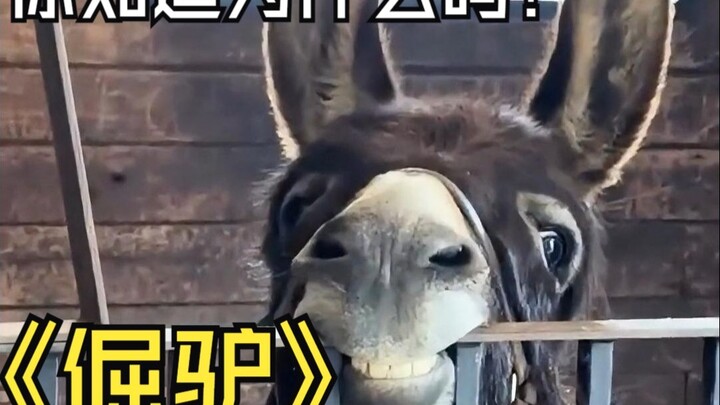 คุณรู้ไหมว่าทำไมลาถึงดื้อขนาดนั้น?