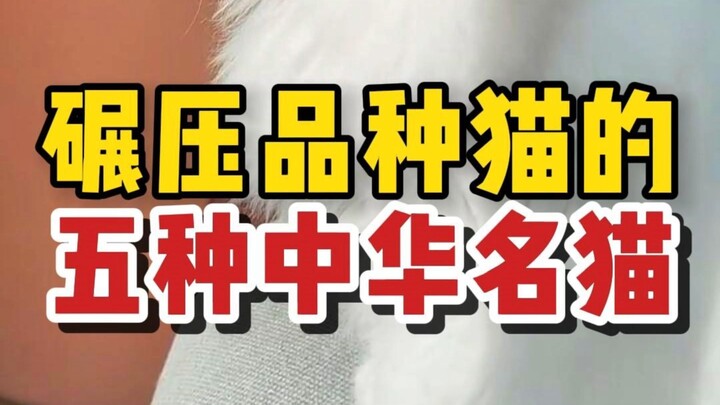 أفضل 5 قطط صينية شهيرة تتفوق على جميع سلالات القطط المهجنة!