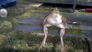 Curious Traveling Frog Photographed In A Japanese Park