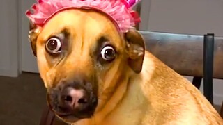 This Dog Has Seen Some Things | Funny Pet Videos