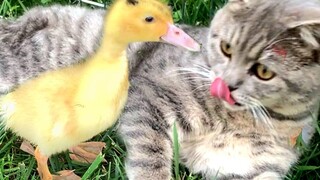 “คิดว่าฉันมาช่วยเธอจริงๆ เหรอ” - ถนนลูกแมวและลูกเป็ด