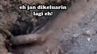 PERTARUNGAN UDANG MINGGU INI