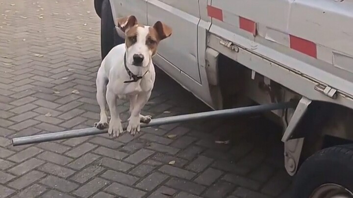 Let me show you my dog’s signature trick!
