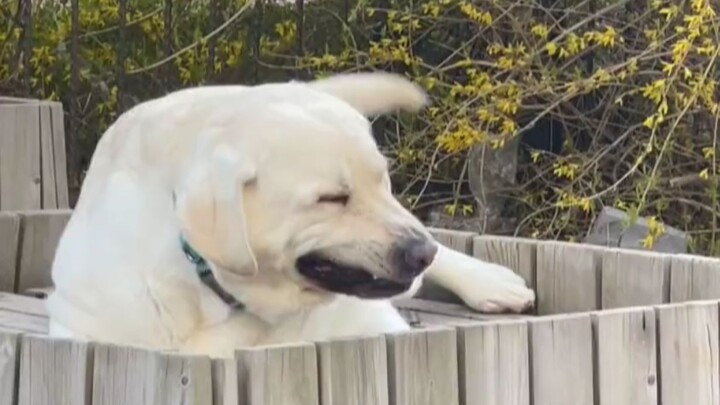 Kalau sudah jadi anjing, ya harus lebih bahagia dong!