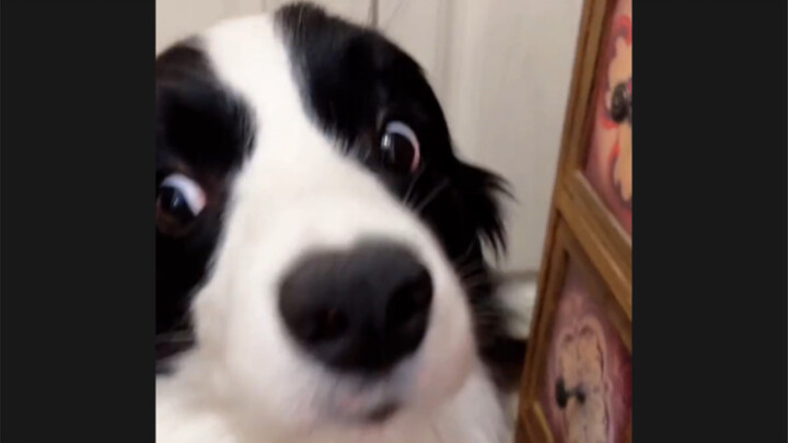 The Border Collie's expression when getting scolded