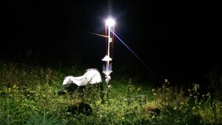 Why don’t the plants under street lights bear fruit well?