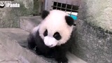 【大熊猫绩笑】史上最憨大熊猫