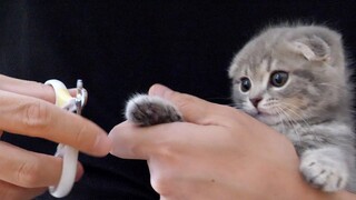 Lulu a kitten who doesnt like nail clippers for the first time and wants to escape