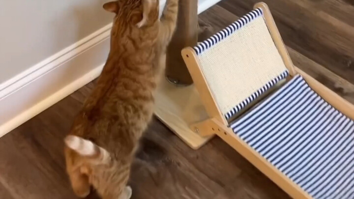 Clever Tricks to Deal with Cats