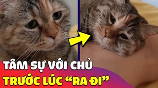 Xúc động hình ảnh 'CHÚ MÈO' ngồi tâm sự với chủ lần cuối trước lúc 'RA ĐI' 😢 Gâu Đần