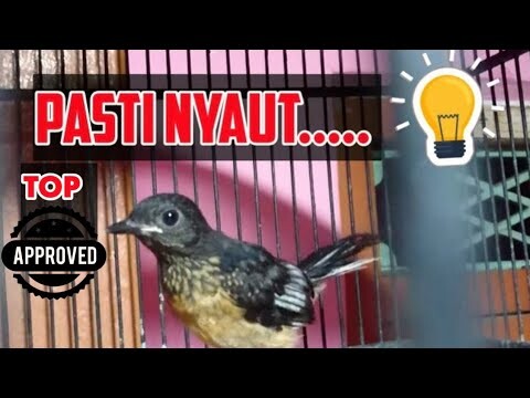 Ajari Murai Batu Trotol Nyeriwik Aktif Dengan Suara Pancingan Murai Batu Trotol Belajar Bunyi