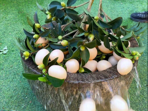 The Correct Way to Handle Camellia Leaf and Bud Drop