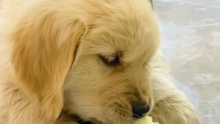 That's how it was right after bringing the little golden retriever home—then it changed!