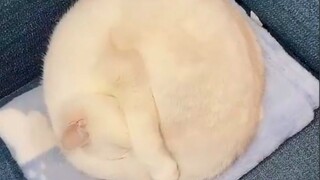 Shapeshifting cats
