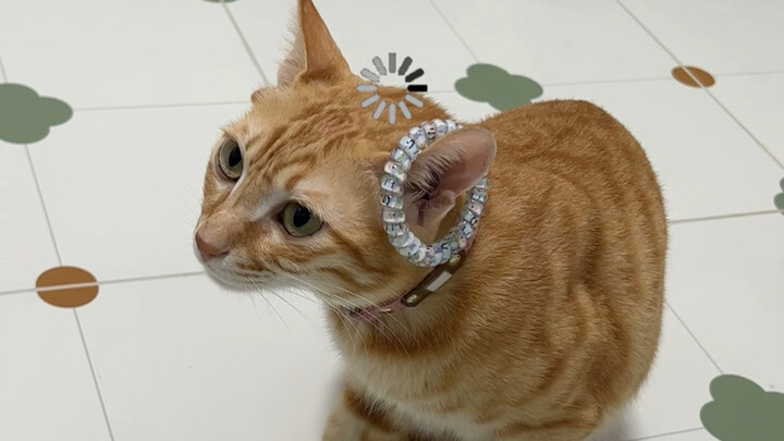 When Mi tried to snatch the tissue, I suddenly placed a hair tie on its head.