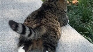 学校小猫的超绝松弛感