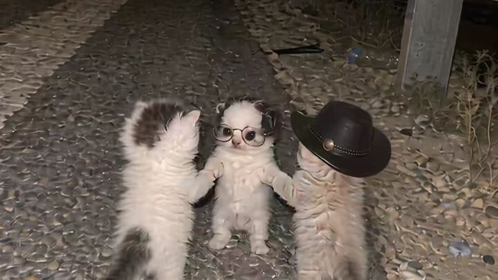kitten