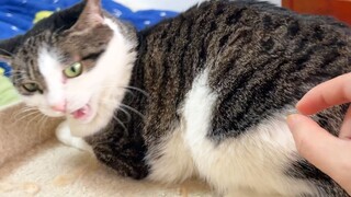 狸花猫，终究无法战胜刺挠！
