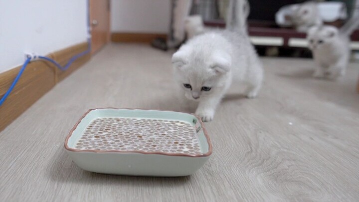 Ngày thứ 52 sau khi sinh, con mèo nhỏ thật sự quá quái lắm, tôi mà không tức cười chết với mấy con m